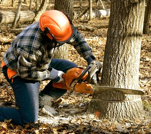 Tree Removal in Magnolia, DE